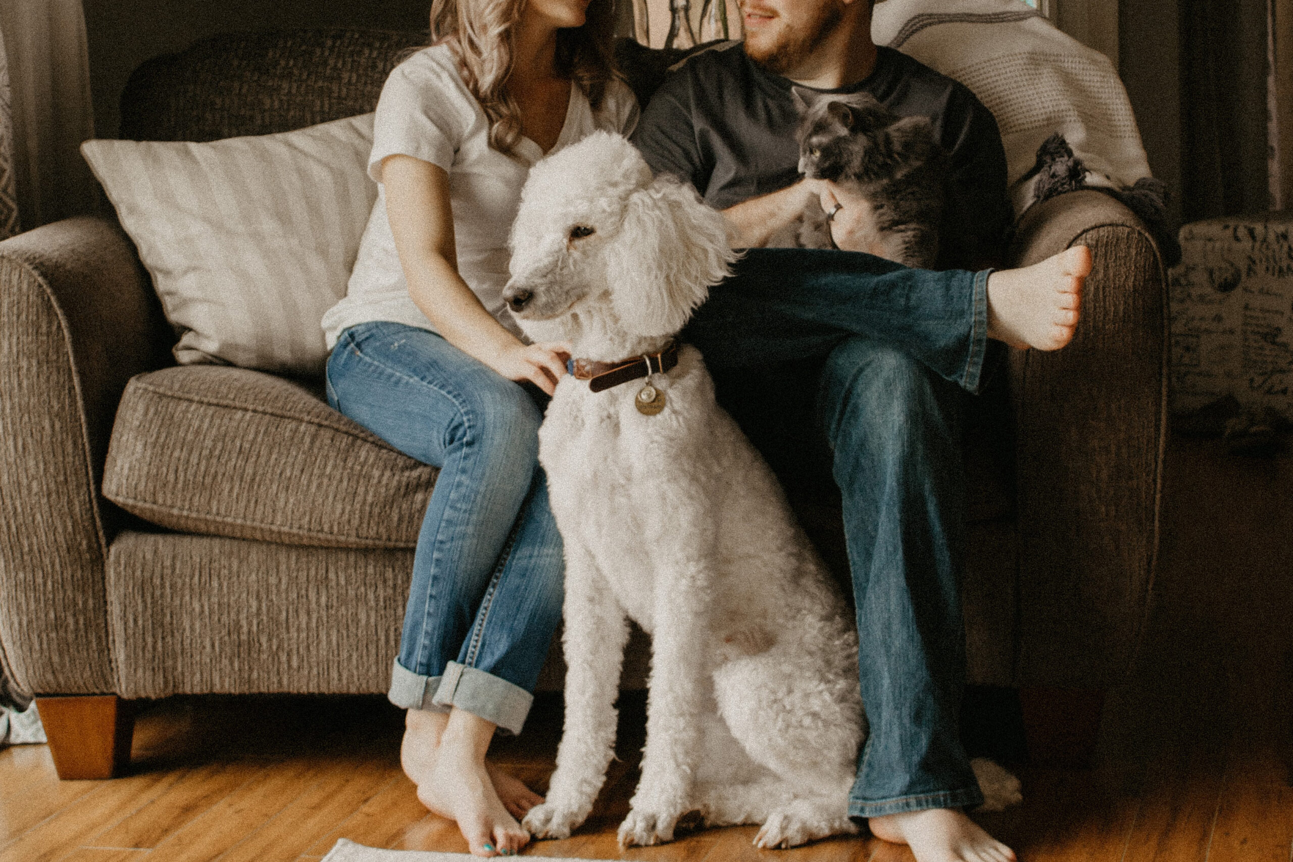 Le chat, plus territorial que le chien ?