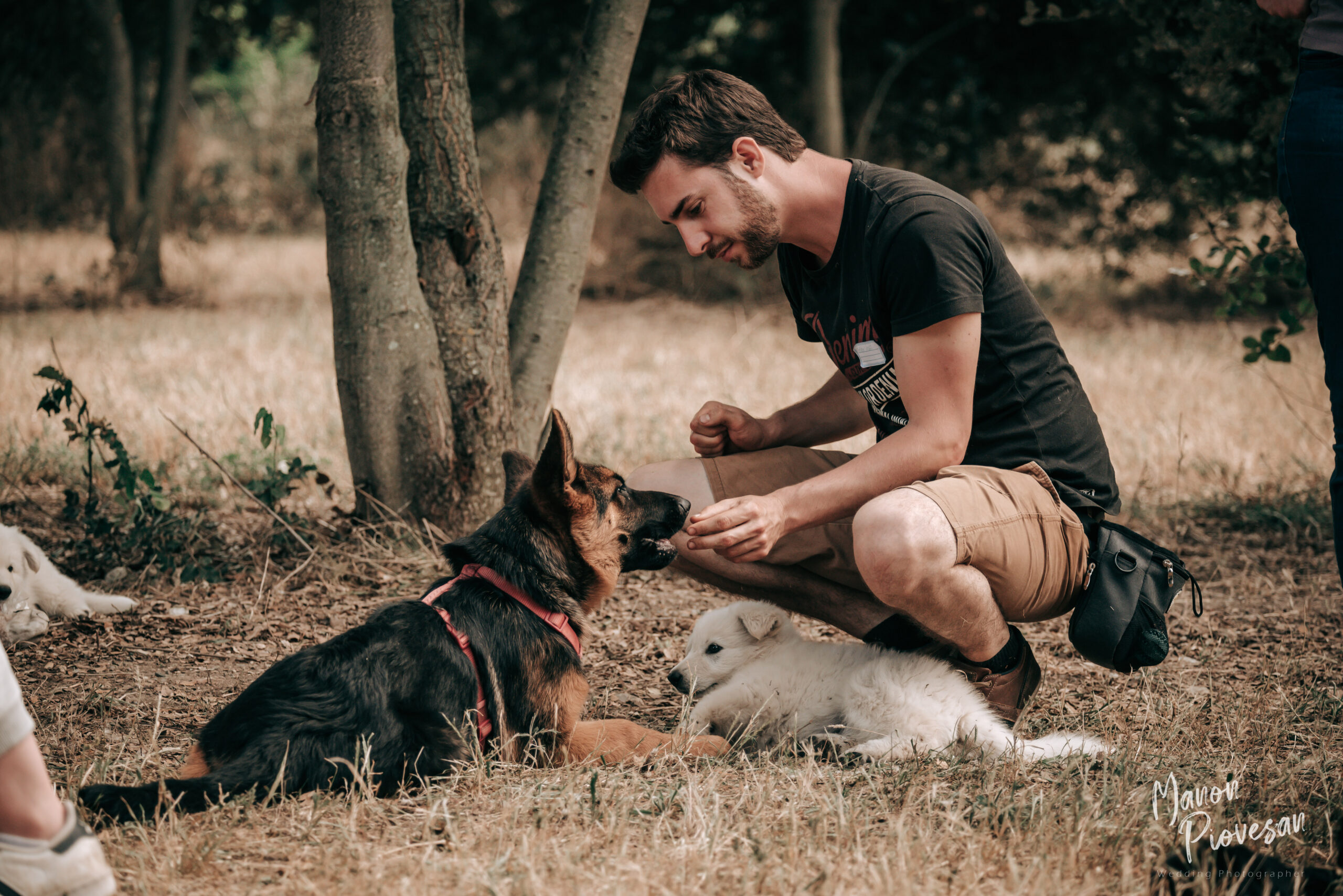 chien adulte avec chiots