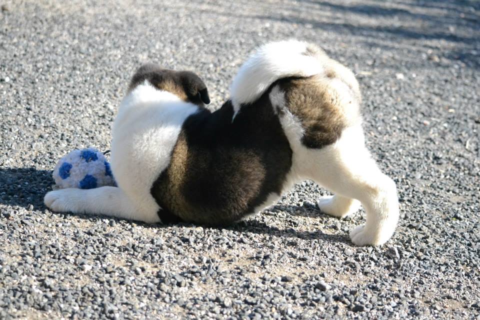jeu de balle stopper 