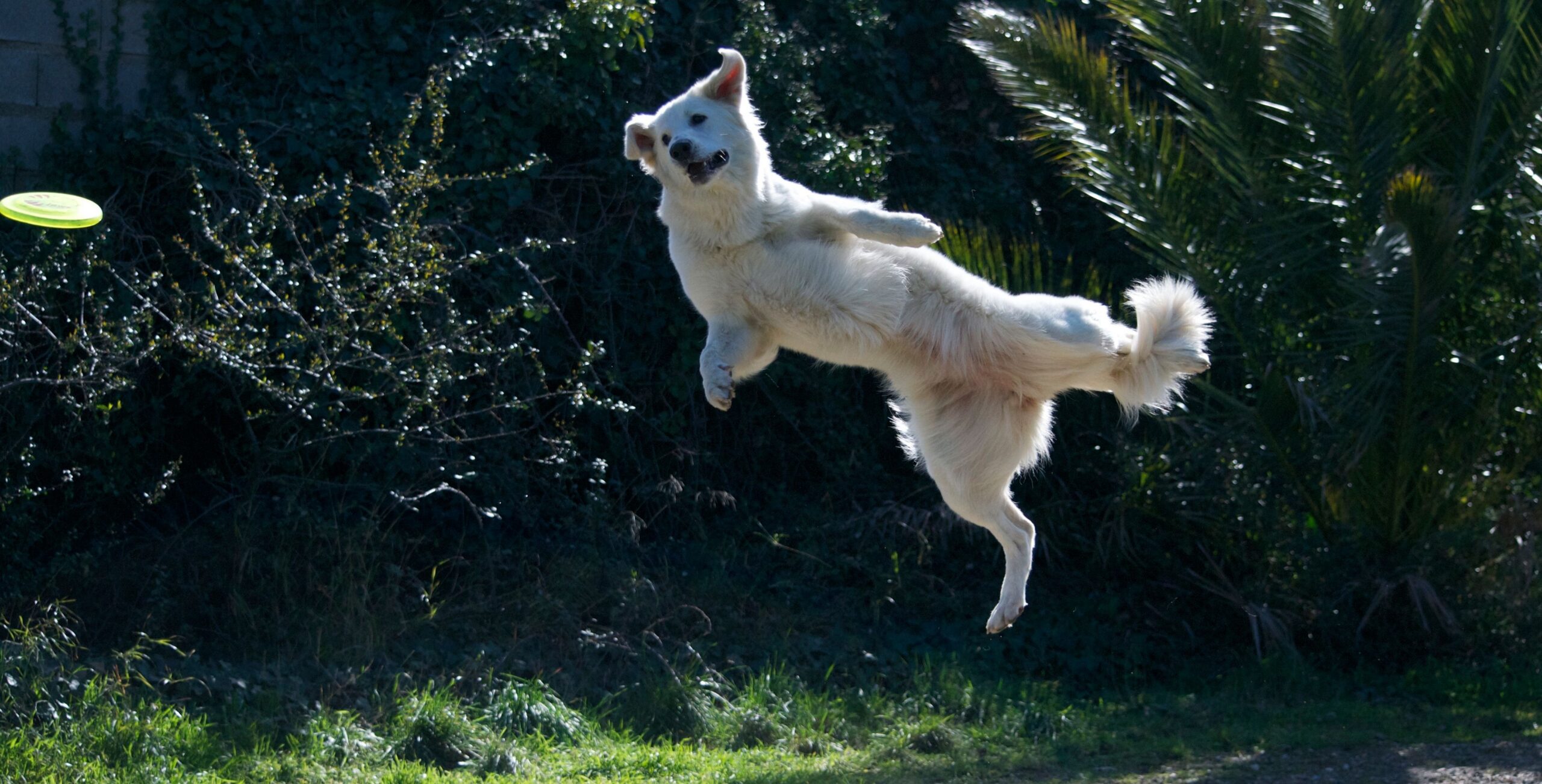 La balle, chien 