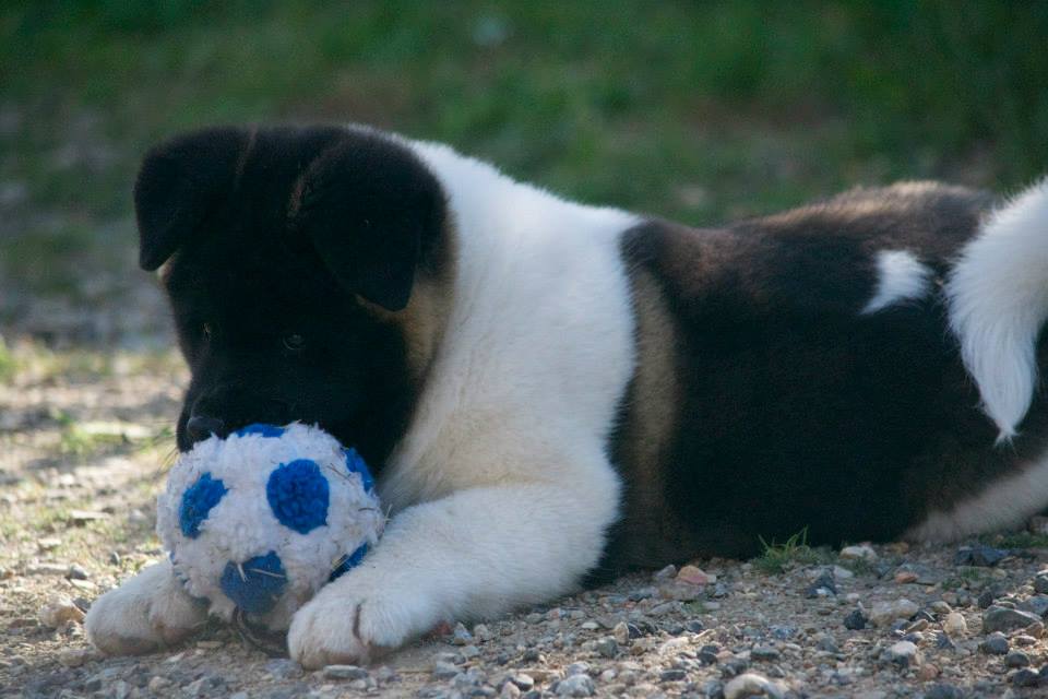 Les danger du jeu de balle avec son chien