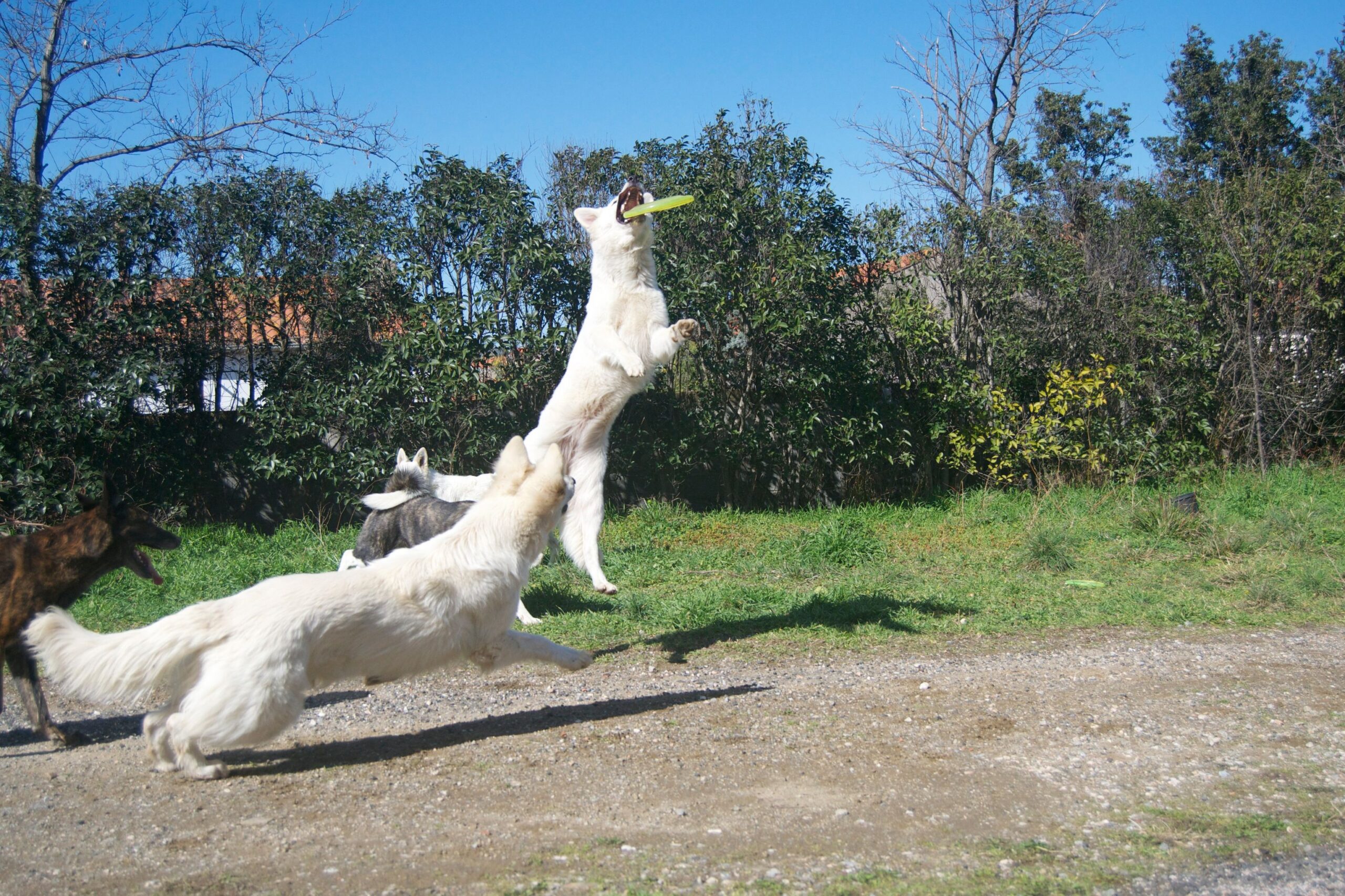 Jeu de balle, les dangers !