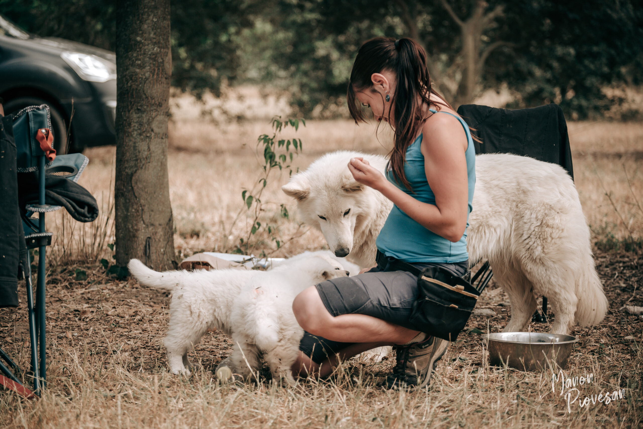 Avoir chien adulte école des chiots
