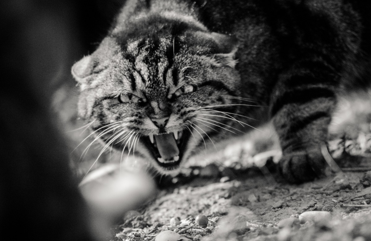Le chat, plus indépendant que le chien ?