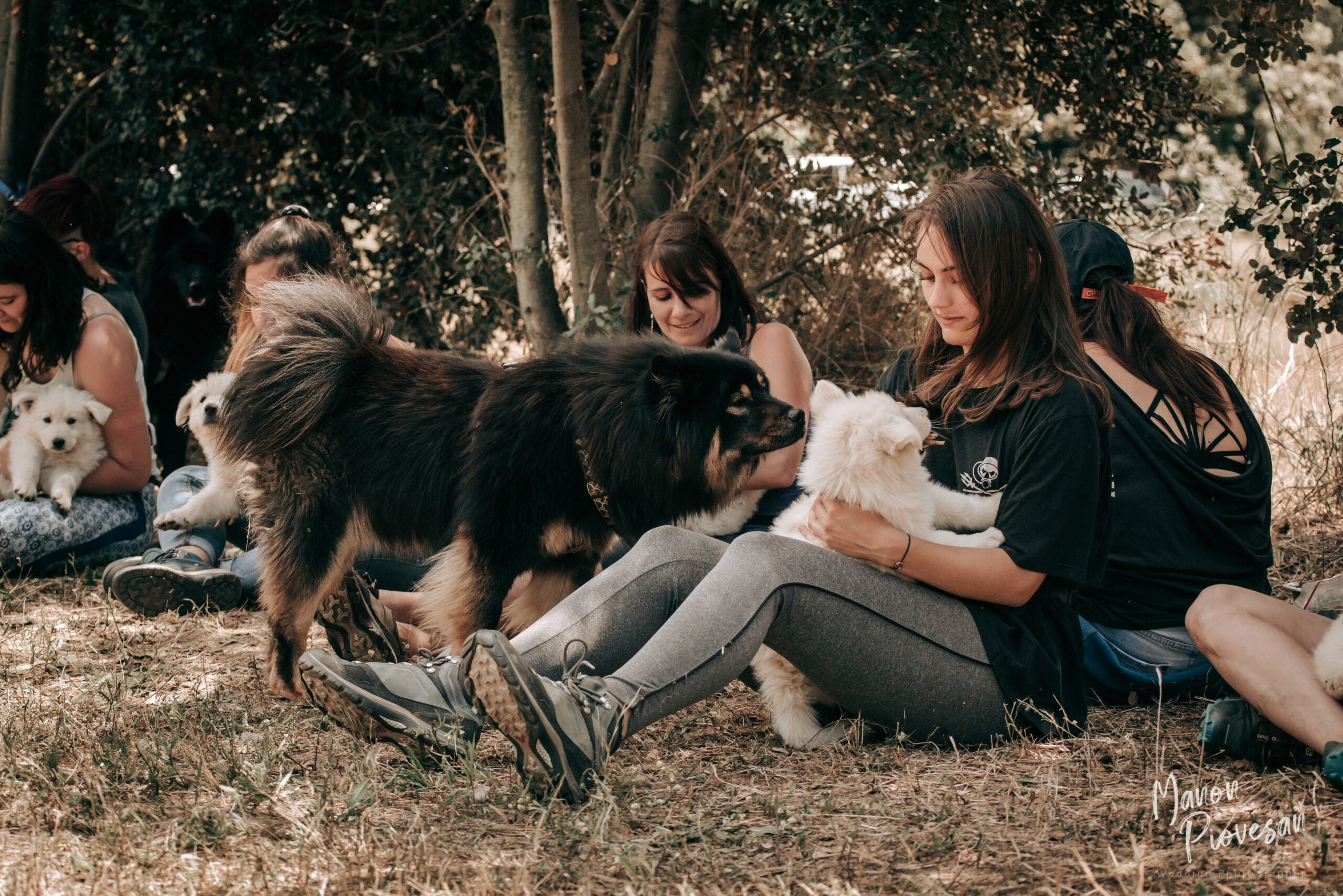 éducation des chiots avec les adultes