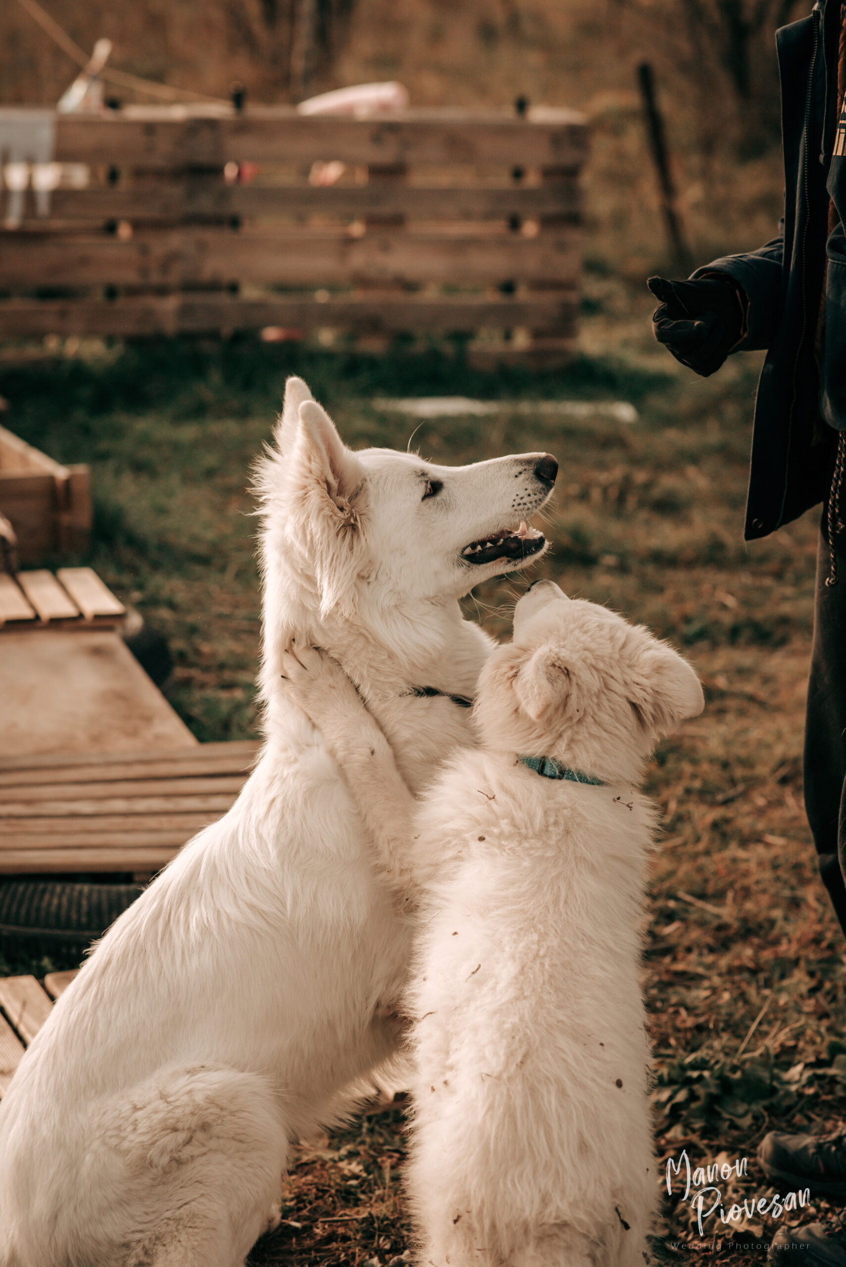 adulte pendant l'école des chiots