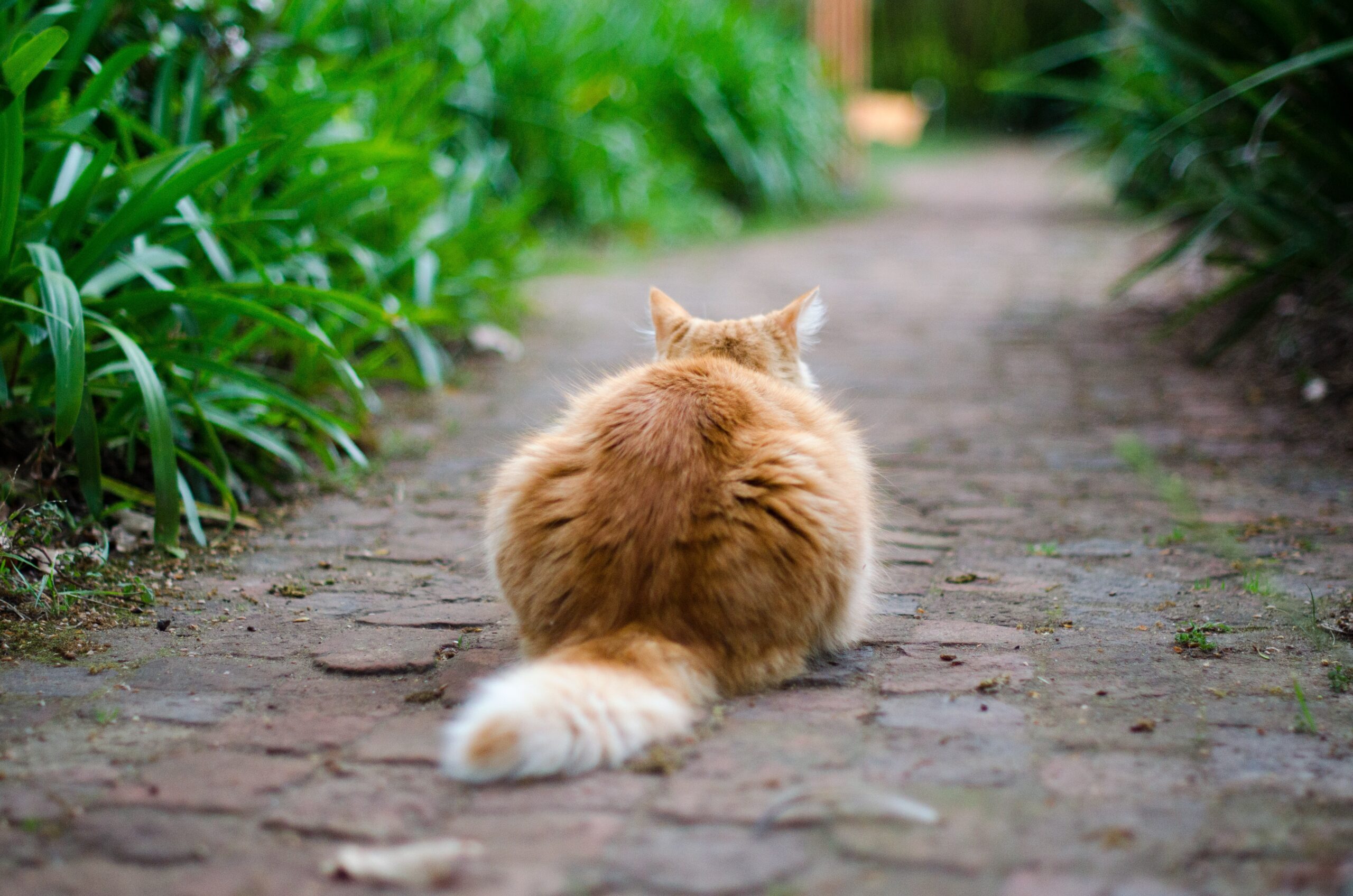 Le chat, plus “sauvage” que le chien ?